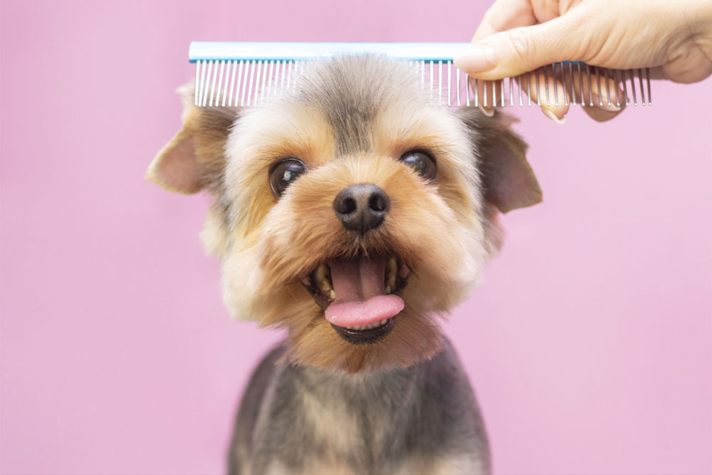 dog and cat grooming