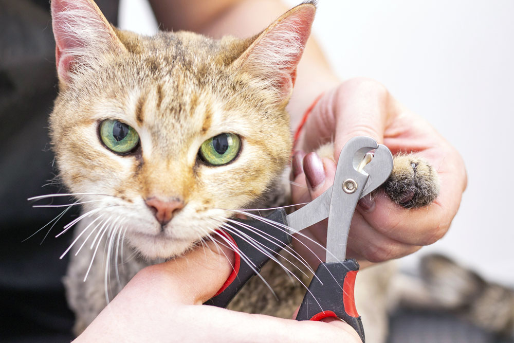 walk-in nail trimming for cats