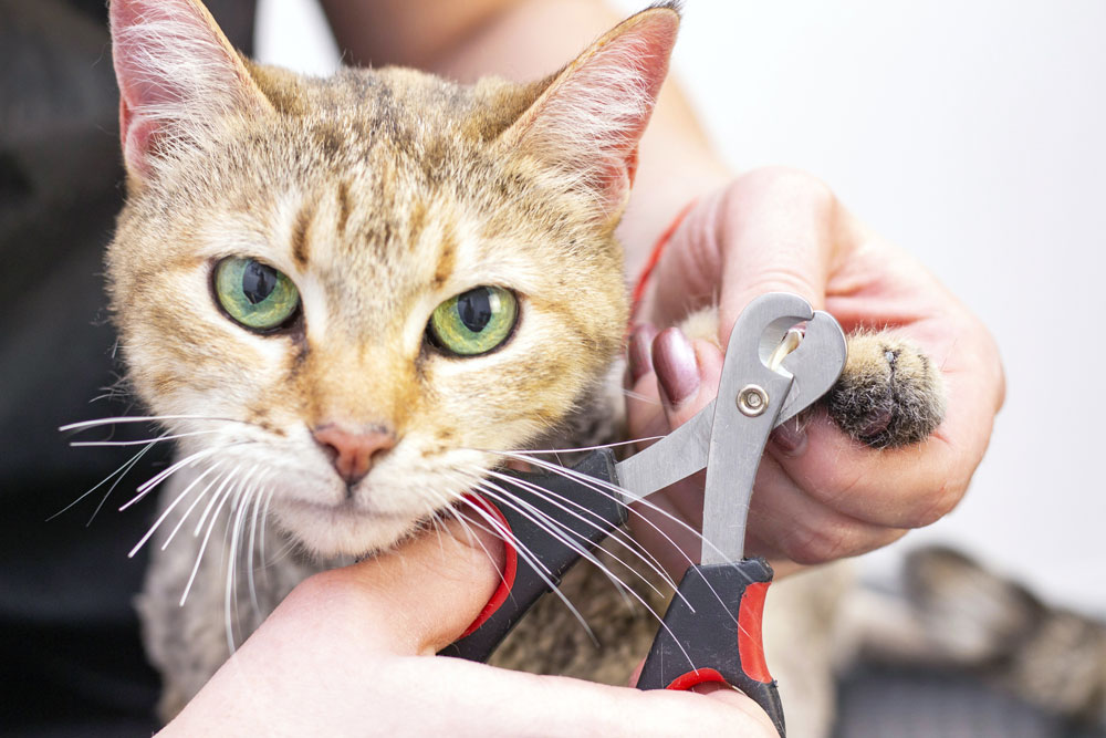 Cat nail cutting store service